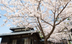 春には桜で花見をどうぞ